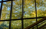 Law Library North window by Tyler Meiners